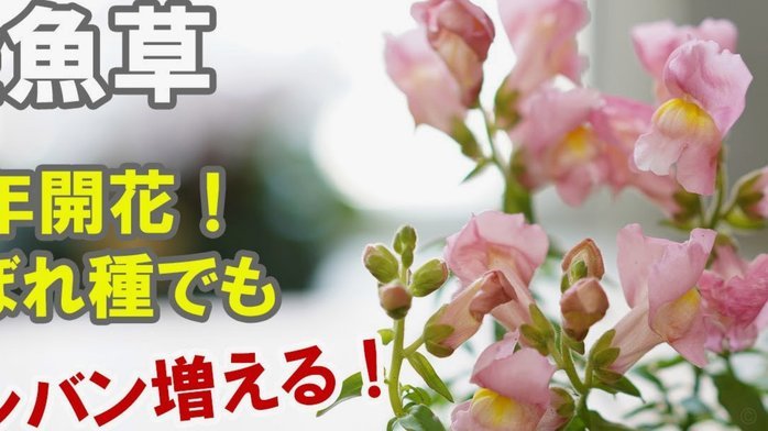 花呗出现异常是什么原因