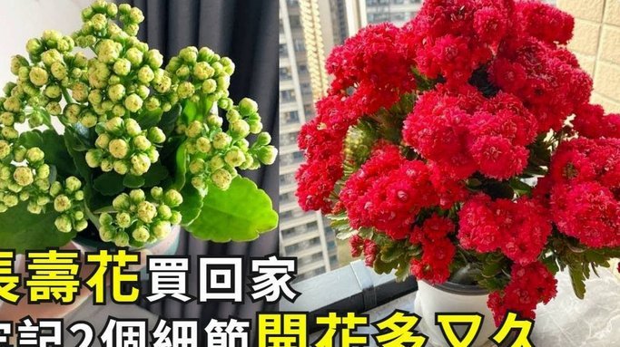 如何通过拿去花套取现金