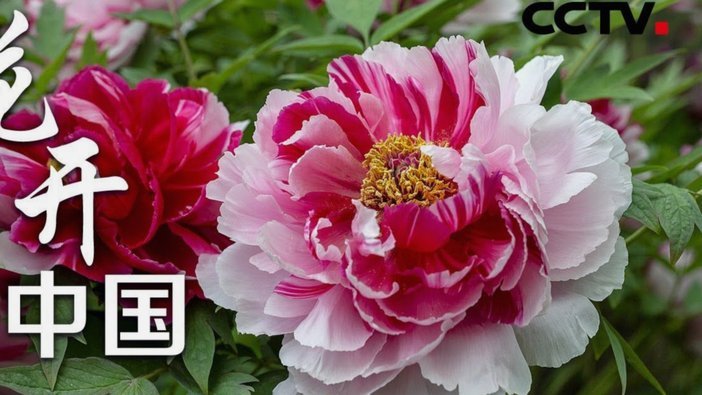 花呗支付商家提现