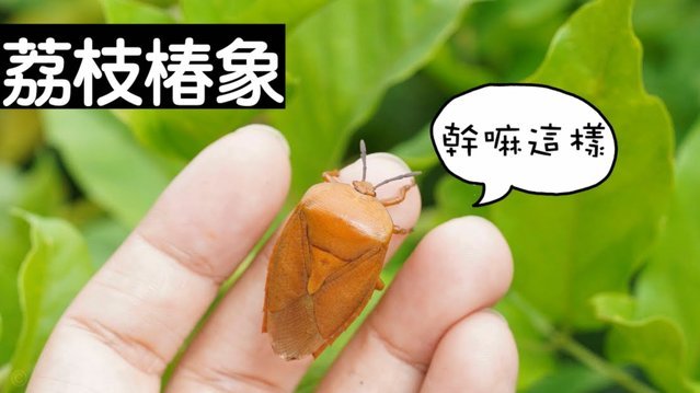 便荔卡包平台买的东西是正品吗