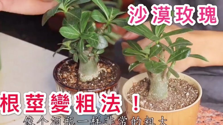 怎样套花呗成现金使用