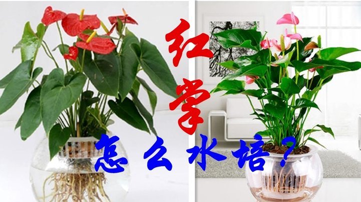 新支付方式探索