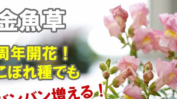花呗出现异常是什么原因呢