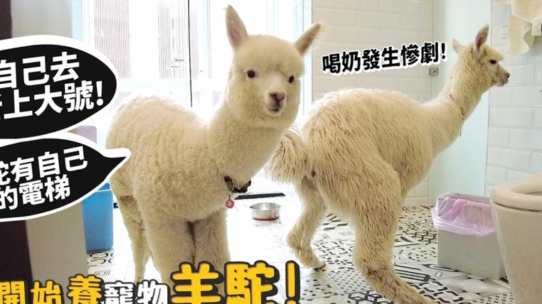 羊小咩享花卡额度如何套现