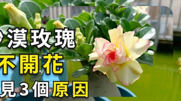 花呗无商家码支付方法