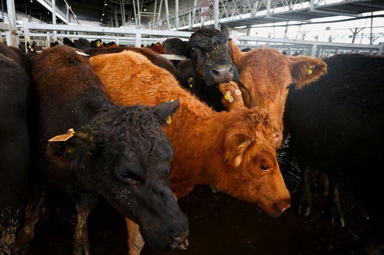阿根廷限牛肉出口引全球关注