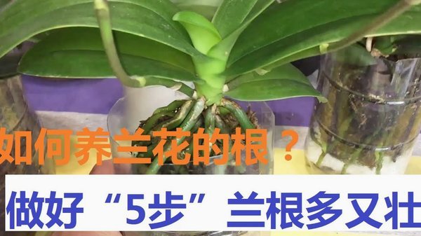 花呗套现行为揭秘与风险解析