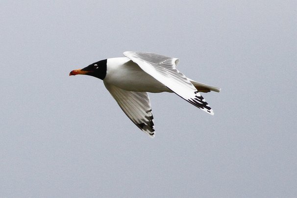 海鸥借贷：算法、风险与乱象揭秘