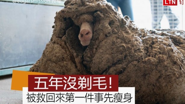 羊小咩借款额度审核